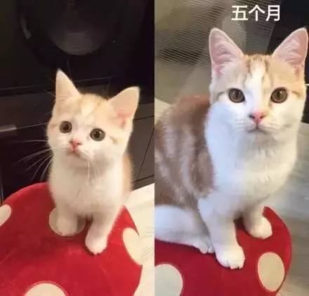 猫怎么看成年？（养猫后变化）