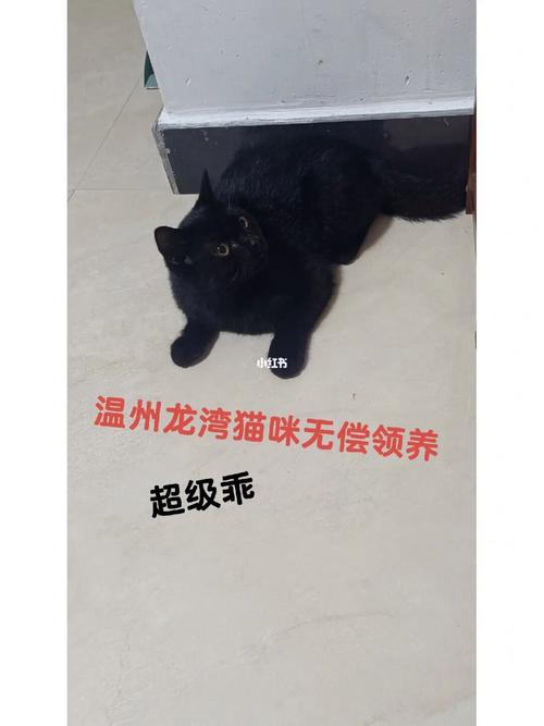 温州一胎补贴怎么申请？（温州 领养猫）