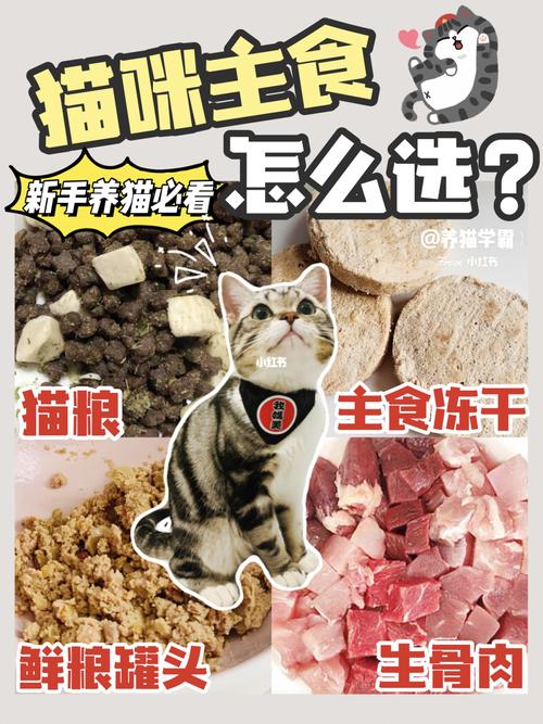 猫咪喜欢吃哪些食物？（加养猫必备调料）