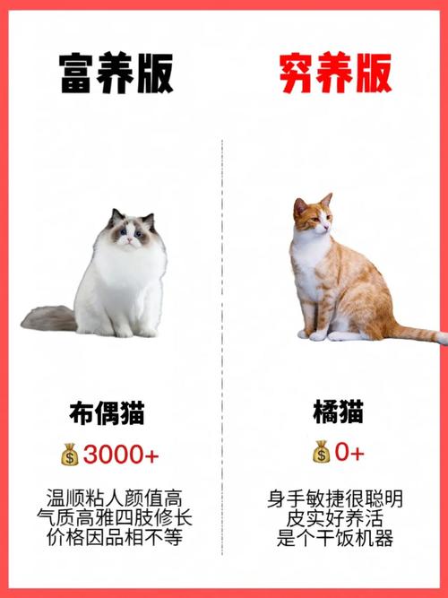 养猫用户分析？（穷养猫好物）