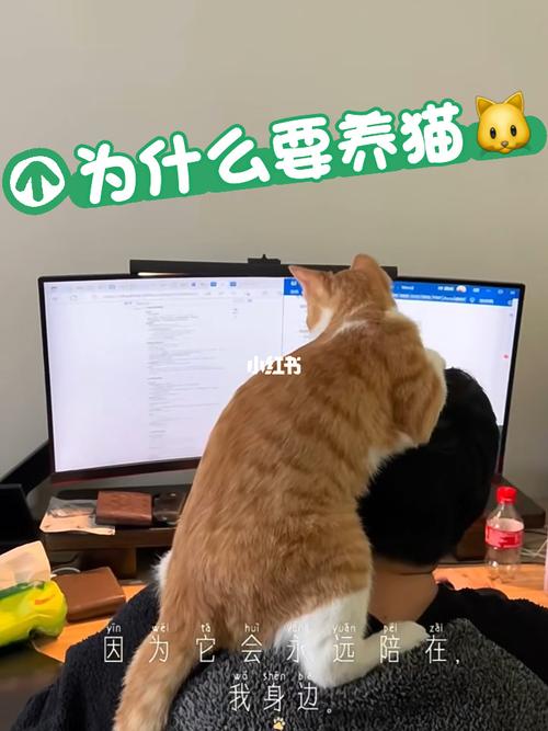 为什么养猫？（为什么会养猫）