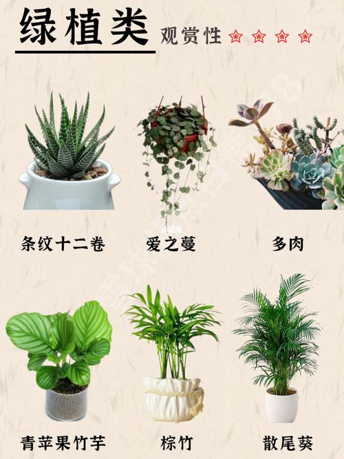 养猫家里放什么绿植比较好？（养猫 养花）