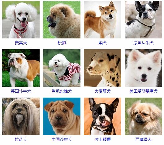 十大适合家养犬排行榜？（养狗该怎么选）