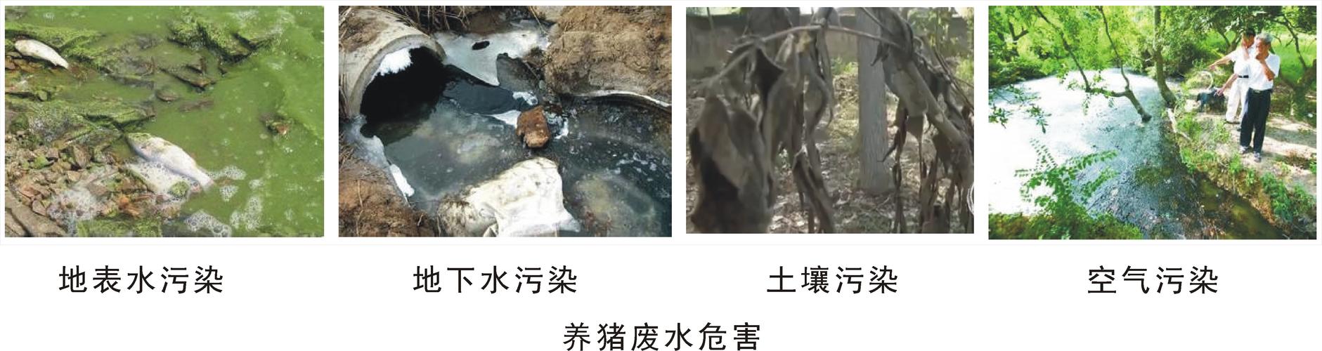 养殖猪场过多把粪水排入河道造成水污染，是否会引水变咸？（生猪养殖污染严重）