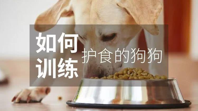 小型犬护食的正确教育方法？（养的狗护食）