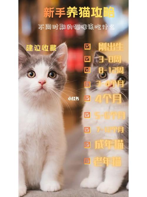 怎么挑小猫不会后悔？（不后悔养猫攻略）