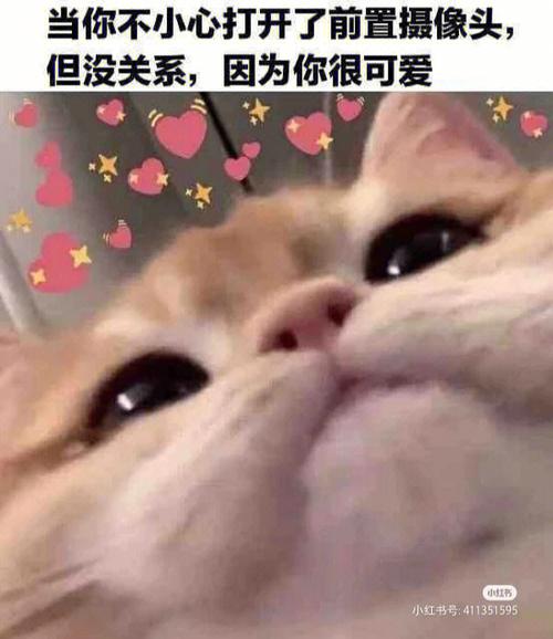 猫屋日记怎么解锁书房？（游离线怎么养猫）