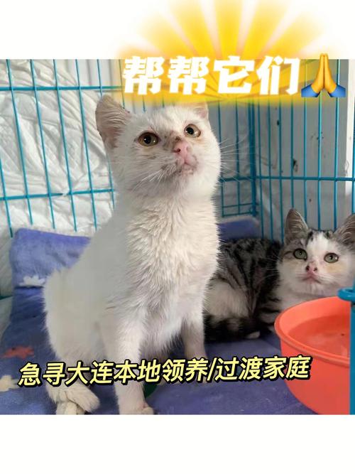 顺丰广州到大连陆运要几天？急急急？（大连宠物领养猫广州）