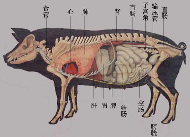 哪个省份不吃猪内脏？（河北承德生猪检验）