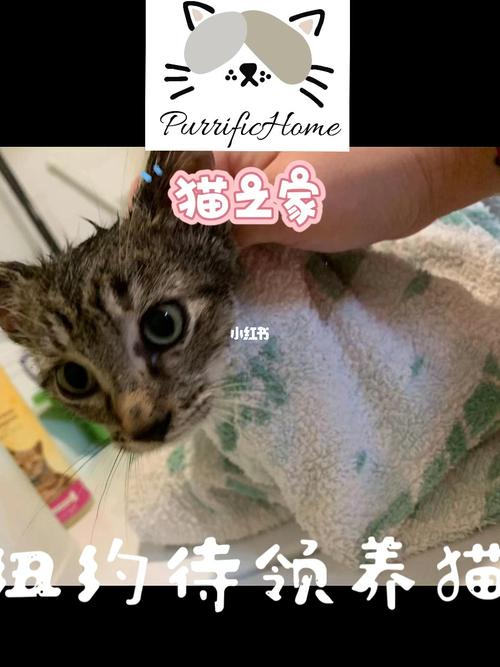 朋友圈发需要领养猫的说说？（我领养猫猫小可爱）