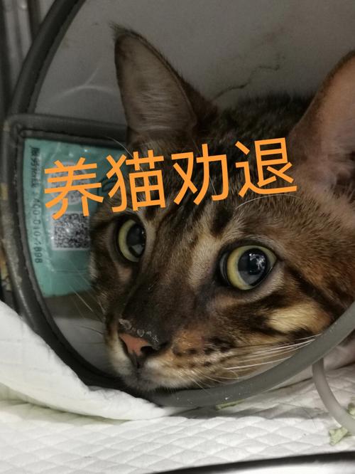 男人养猫的十大坏处？（攻洁癖养猫劝退）