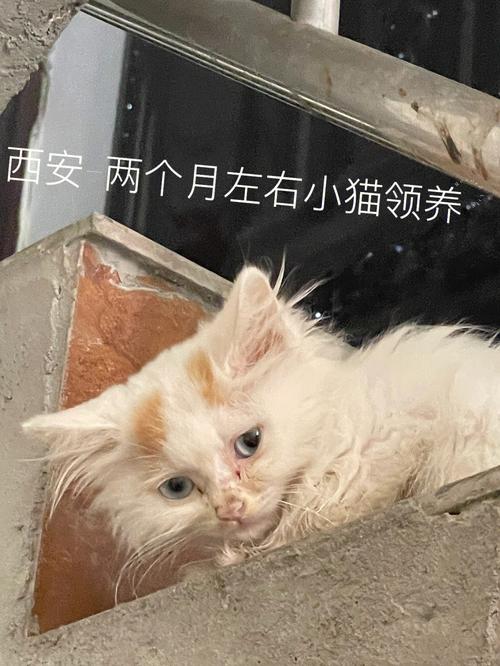 西安在郑州哪个方向？（西安领养猫郑州）