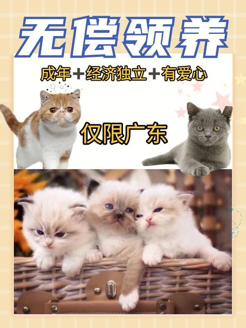 淘宝上猫咪领养什么意思？（免费领养猫咪信息）