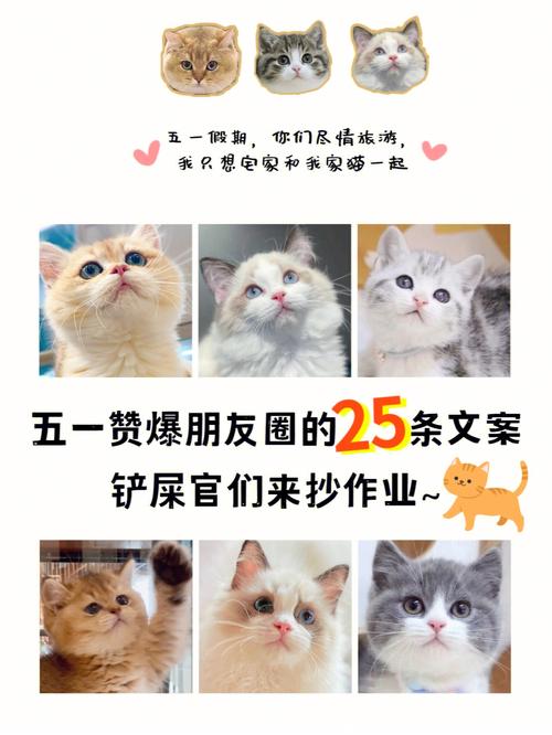 养猫养花文案好句？（加养猫文案情绪）