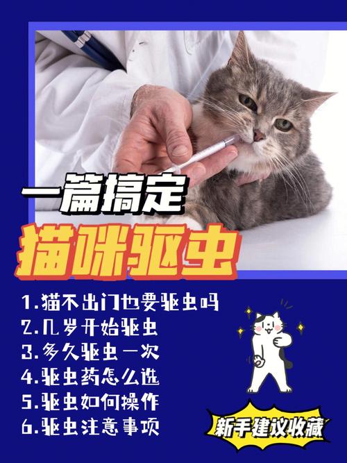 家里养猫怎么给室内驱虫？（养猫的人要驱虫吗）