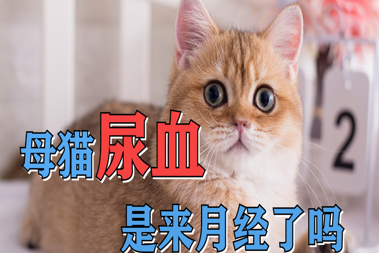 猫咪来大姨妈么？（养猫会影响月经吗）