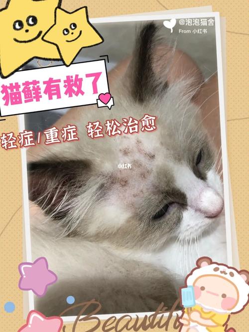 养猫的步骤和注意事项？（皮肤病可以养猫吗）