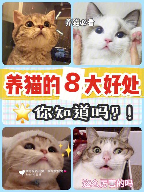 撸猫猫有啥好处？（失恋后养猫）