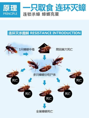 蟑螂的天敌是什么？养猫能防蟑螂吗？（养猫能灭蟑螂吗）