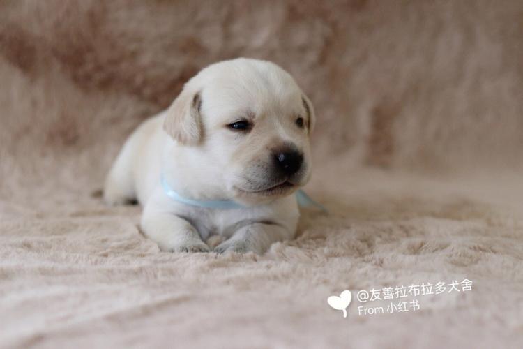 家中有小孩，适合养什么大型犬？（有孩子养的狗）