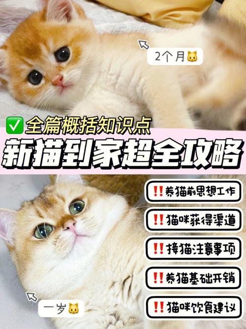 给猫喂食是按顿还是食盆里的粮不断？（怎样科学喂养猫咪）