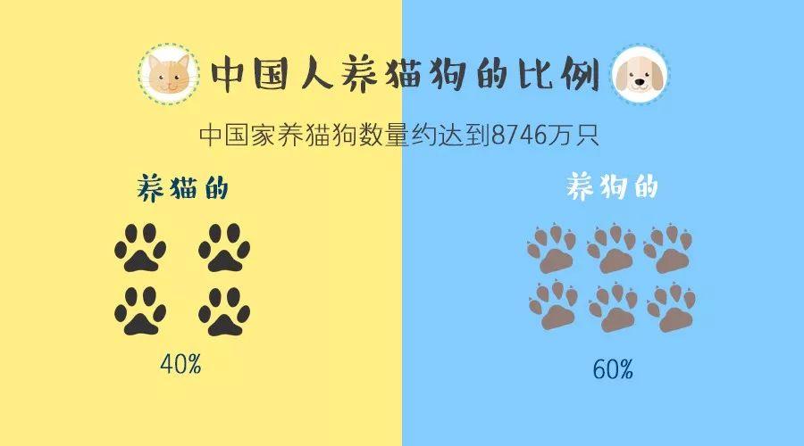 养狗和养猫哪个成本高？（养猫养狗花销对比）