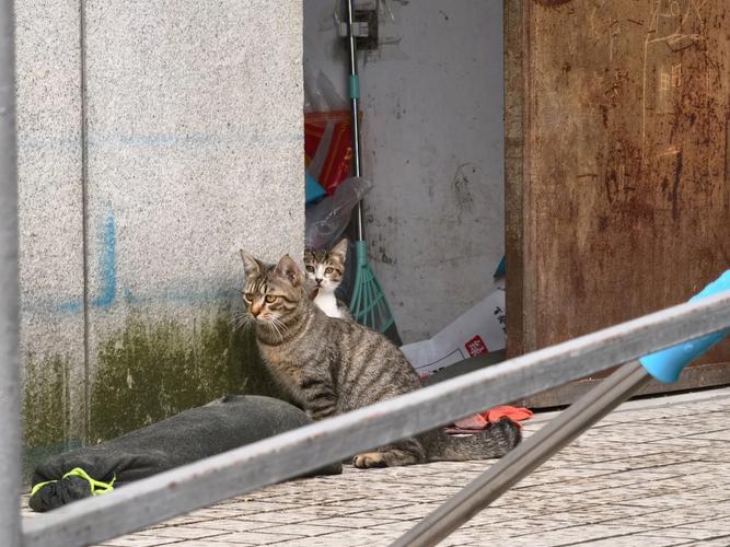 上海居民可以捕杀小区流浪猫吗？（上海领养猫的地方）