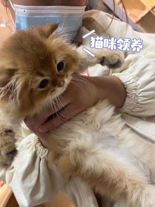 杭州哪里可以领养宠物猫？（杭州哪里可以领养猫）