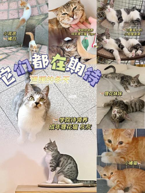 广州市流浪猫管理条例？（喵咪领养猫广州）