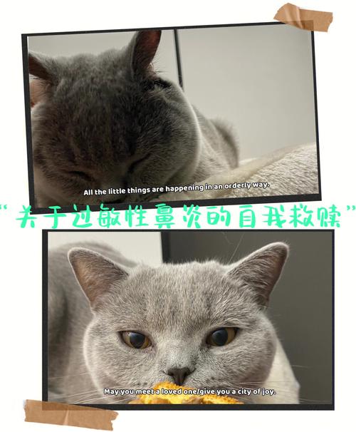 猫有鼻炎建议买吗？（过敏性鼻炎能否养猫）