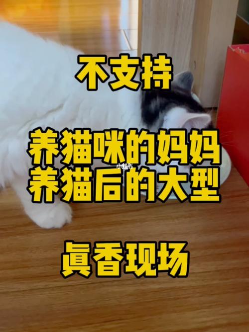 养猫妈妈还是养猫仔？（妈妈 养猫前 养猫后）