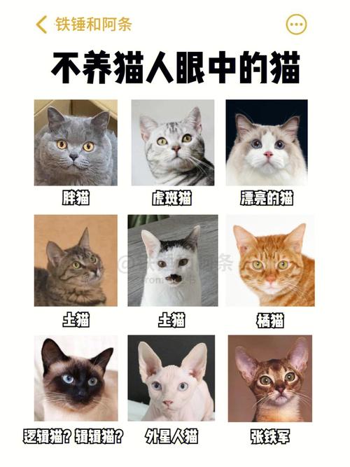 养猫是利大于弊还是弊大于利？（养猫比不养猫的人健康）