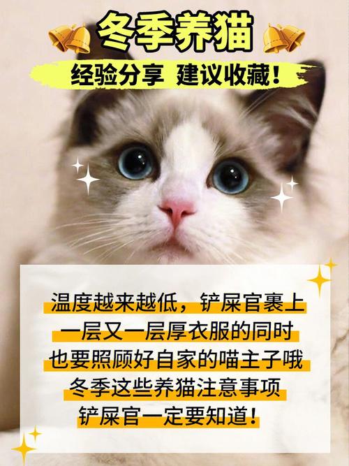 养猫人需要补充哪些维生素？（湿疹 养猫）