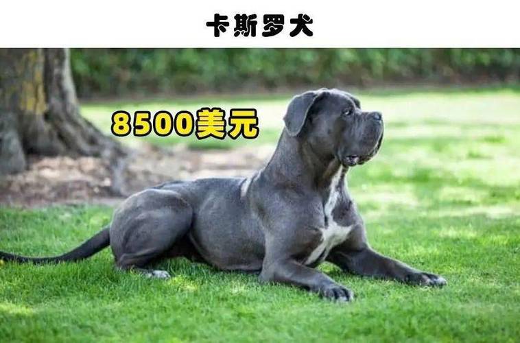 全国十大最贵的犬排名？（名贵难养的狗）