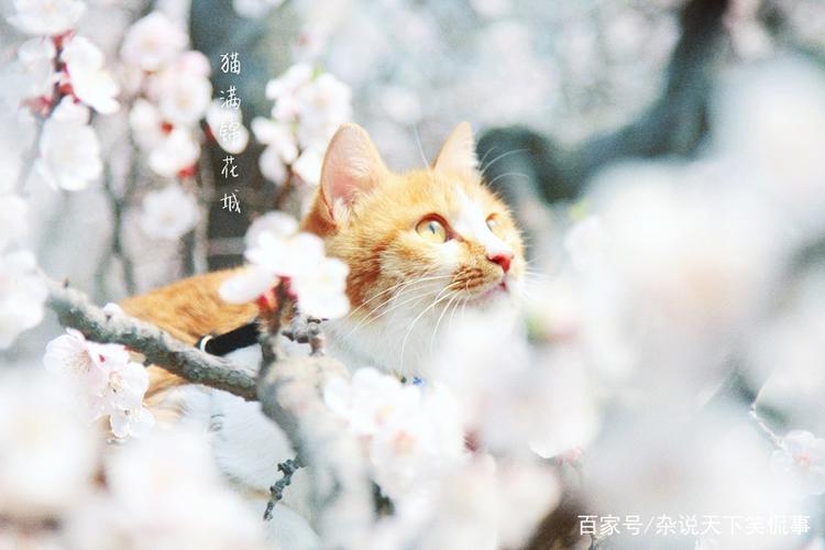 猫咪可以闻腊梅花吗？（养猫 腊梅）