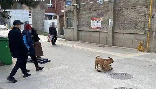 养大型犬不牵绳,到底找谁投诉最有效?（养狗就不栓绳）