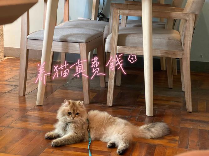 为什么说养猫烧钱？（养猫好贵）