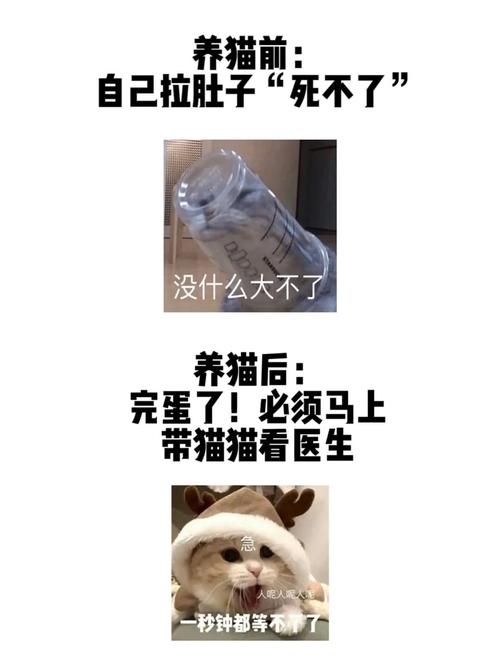 老人说女孩子养猫不好，为什么？（老人养猫前与养猫后的区别）