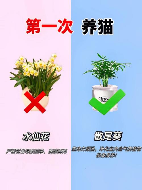 养猫可以养蔷薇吗？（养猫草心得）