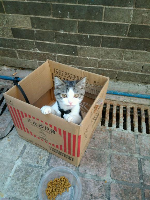 遗弃猫有报应吗？（养猫咪迷信）