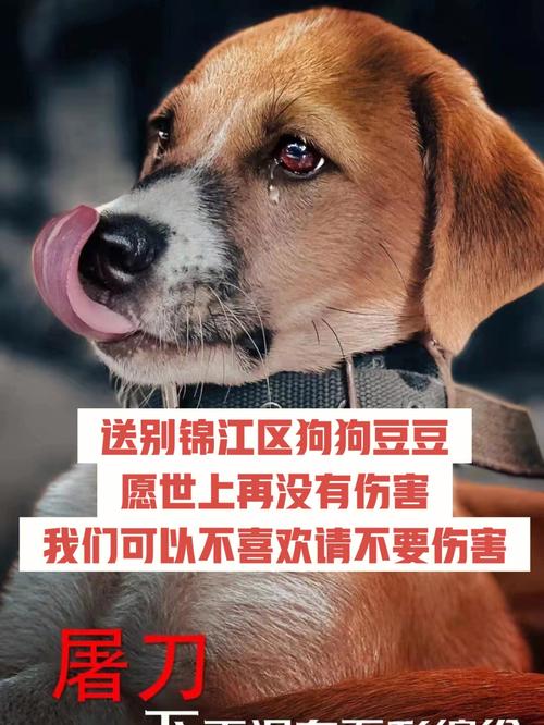 蜀人不养猫的典故？（蜀地好养猫）