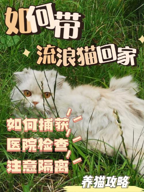 有偿养猫是什么意思？（疫情养猫好吗）