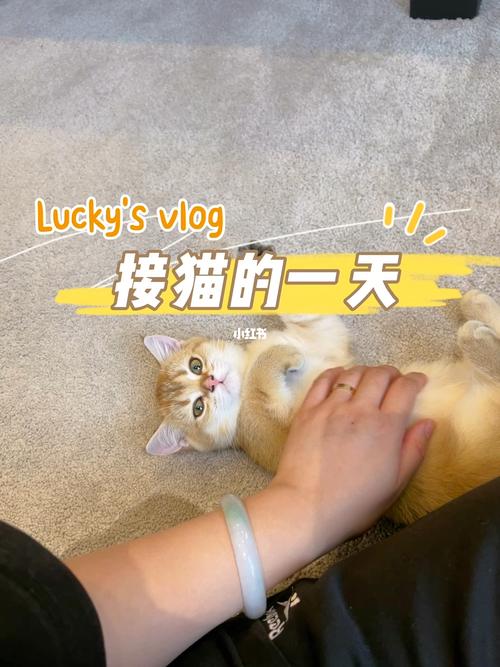 Vlog是什么意思？（vlog养猫的人）