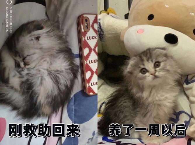 大学生养猫寒暑假怎么办？（弃养猫有偿）