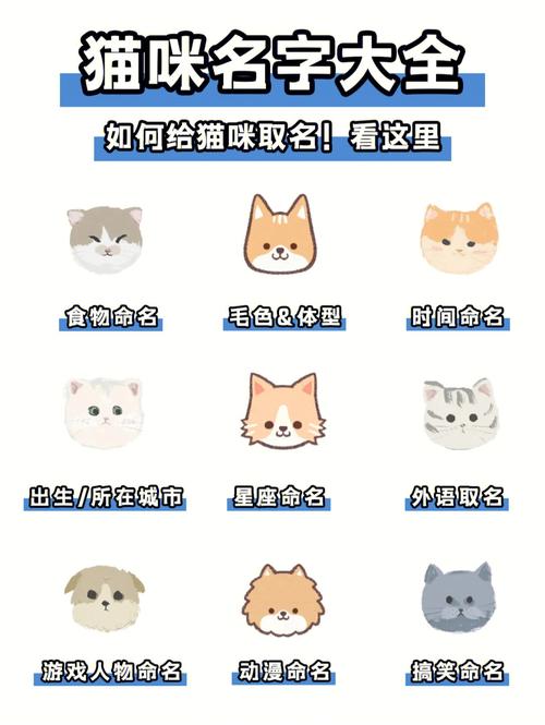 养猫爱好者快手怎么起名？（养猫的名字）