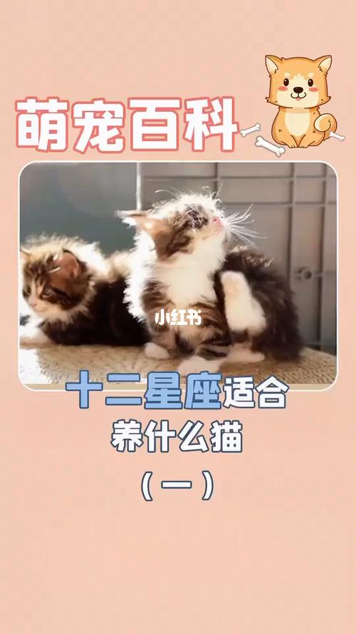 女生养什么猫好？（仙女女星 养猫）