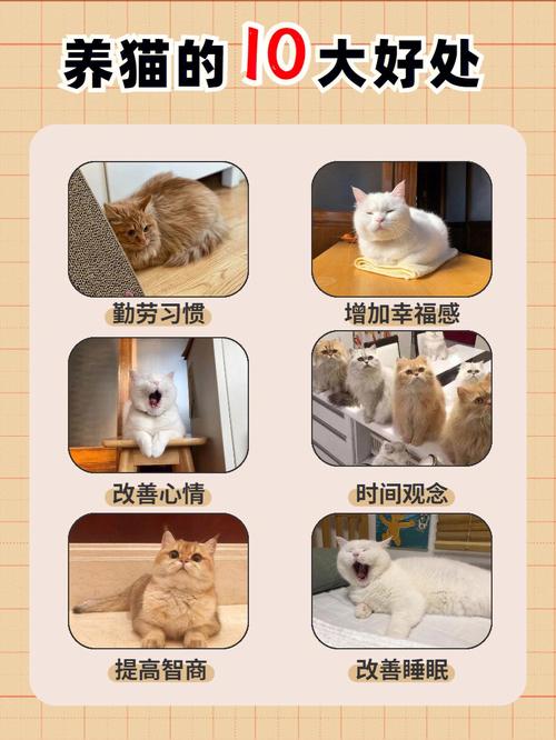 养猫的十大好处及禁忌？（养猫好处科学）