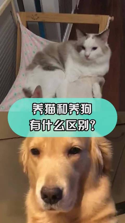 为什么有些人只能养狗不能养猫？（外养狗内养猫）