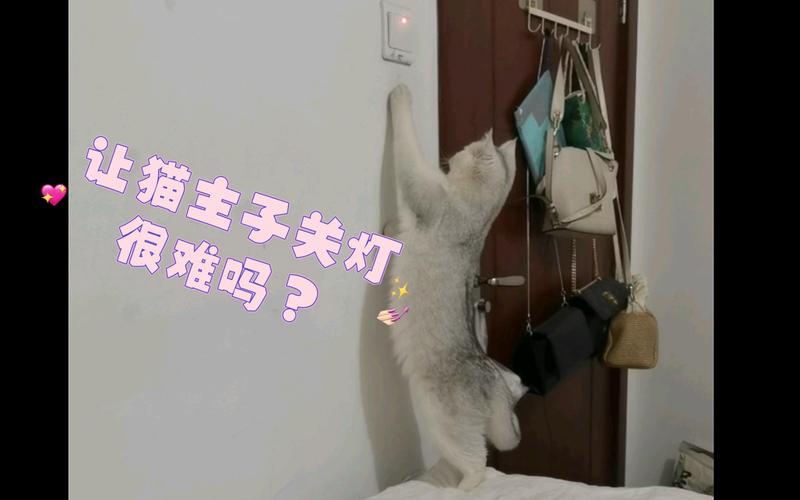 小猫在家要开灯吗？（养猫 不关灯）