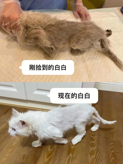 想弃养猫怎么办？（弃养猫 经历）